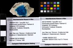 Foto (Objekt + Etiketten) von Ambulocapsa sentosa (Robins, Feldmann & Schweitzer, 2013) 